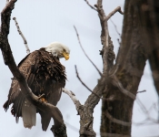 2016 04 09 Eagles 007